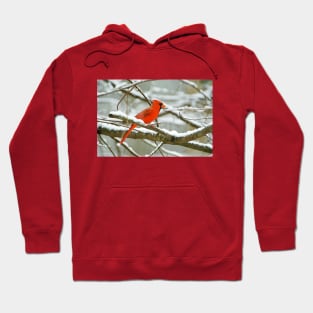 Northern Cardinal Bird on Tree Branch Hoodie